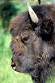 bison athabascae
